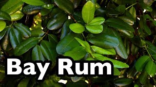 All About Bay Rum Pimenta racemosa [upl. by Vale]