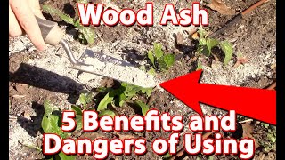 Using Wood Ash In Your Garden  Benefits And Dangers [upl. by Llij]