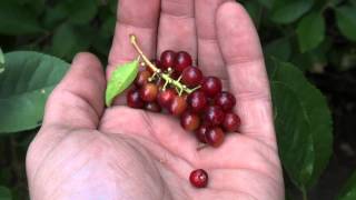 Harvesting Chokecherries [upl. by Silvester]