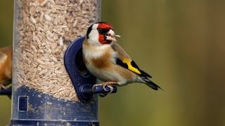 How to Attract Birds to Your GardenTutorial [upl. by Anella]