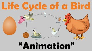 BIRD LIFE CYCLE  Animation [upl. by Aniez]