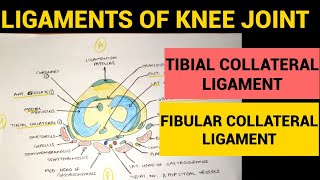 Knee Joint  3  Tibial Collateral amp Fibular Collateral Ligament [upl. by Mariam]