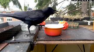 Interesting Crow Vocalizations crow sounds [upl. by Sajovich]