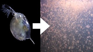 How I Culture Daphnia [upl. by Wedurn]