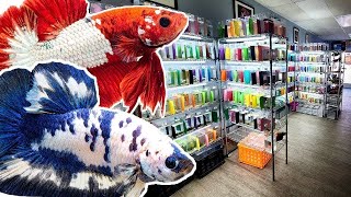 TINY fish store sells OVER 900 COLORFUL BETTA FISH [upl. by Eidaj]