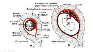 Decidua Differentiation A Comprehensive Guide to Basalis Capsularis and Parietalis [upl. by Cassady]