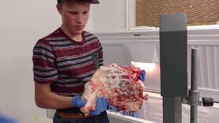 Meat Cutting Band Saw Review in action [upl. by Leonor]