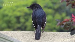 10 Burung kicau  ocehan yang paling di gemari [upl. by Auliffe]