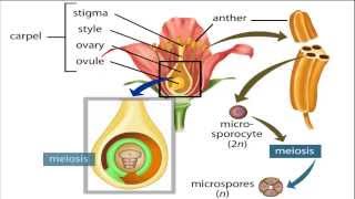 angiosperm life cycle [upl. by Myer843]