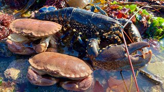 Coastal Foraging  Lobster Crabs and Amazing Sea Creatures with Beach Camp Cookup [upl. by Lozar]