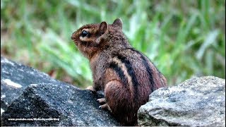 Chipmunk Calling quotChip Chip Chipquot [upl. by Ecam]