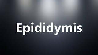 Epididymis  Medical Meaning and Pronunciation [upl. by Eetnwahs]