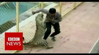 Leopard on the loose injures six while prowling around school in India  BBC News [upl. by Reckford942]