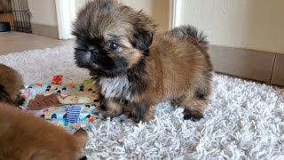 7 weeks Update  Cute Shih Tzu Puppies [upl. by Jammie]