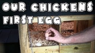 Our first chicken egg  Raising chickens [upl. by Iruahs]