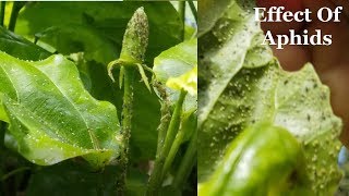 Aphids Infestation On Hibiscus and Their Control [upl. by Elirpa]