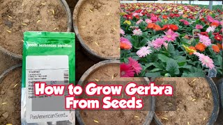 How To Grow Gerbera From Seeds For Free  FULL INFORMATION [upl. by Stricklan]