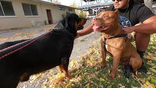 Rottweiler Vs Razor Edge Bully Pit [upl. by Anahir]