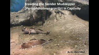 Breeding Mudskippers in Captivity [upl. by Loyce822]