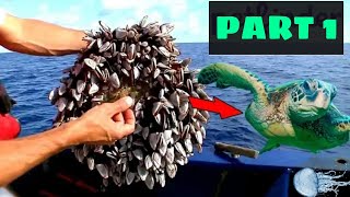 Removing barnacles from helpless Sea turtles Part 1 [upl. by Hammer334]