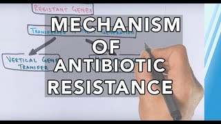 Mechanism of Antibiotic Resistance [upl. by Akenahs]