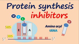 Protein synthesis inhibitors [upl. by Ignace]