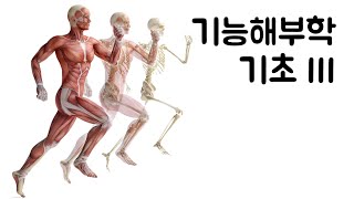 기능해부학 42 팔꿉관절근육개요와 움직임 by learning mate [upl. by Zoubek]