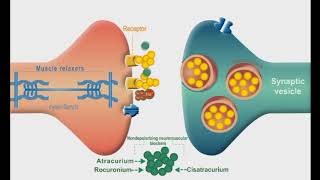 Autonomic Nervous system animation Neuromuscular Junction Blockers [upl. by Nostaw614]