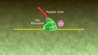 Mechanism of Action Macrolides [upl. by Palua]