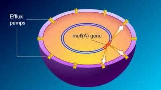 Macrolides Mechanisms of Action and Resistance [upl. by Hnad]