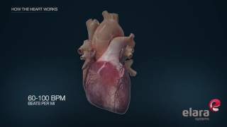 Heart in 3D Animation How the Heart Works [upl. by Jolynn]