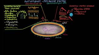 Antibiotiques  Ep 2  mécanisme daction  Docteur Synapse [upl. by Laohcin46]