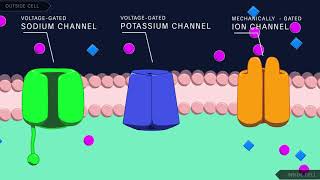 Action Potential in the Neuron [upl. by Buchalter]