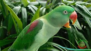 Alexandrine Parrot Natural Voice [upl. by Hartmann]