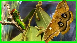 Polyphemus Silk Moth Life Cycle Part 1  Giant Silk Moth [upl. by Atteiluj]