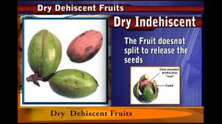 Dry DEHISCENT fruit [upl. by Bethina989]