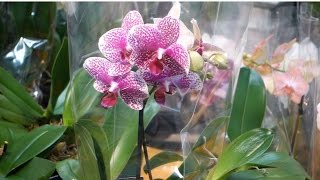 Phalaenopsis Orchids Watering Lighting and Fertilizing [upl. by Gass]