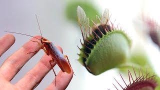 A Large Venus Flytrap VS a Cockroach [upl. by Lowrie221]