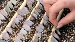 How to Propagate Echeveria succulents from Leaves  Incl Rare Crested form of Ling Snow Ariel 凌雪 [upl. by Drawets702]