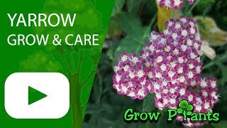 Yarrow  Achillea millefolium  Growing and care [upl. by Baptist]