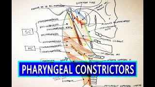 Pharyngeal Constrictors  Pharynx Anatomy [upl. by Nomit]