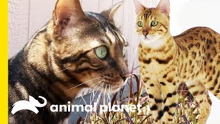 These Beautiful Bengal Cats Are Incredibly Intelligent  Cats 101 [upl. by Scully]