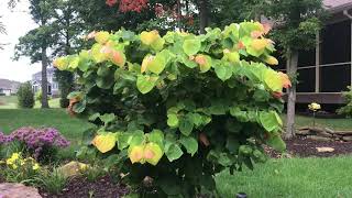 Plant Review Cercis canadensis The Rising Sun [upl. by Fiertz]