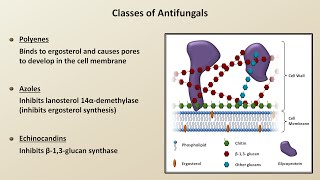 Antifungals Fungal Infections  Lesson 4 [upl. by Digirb]