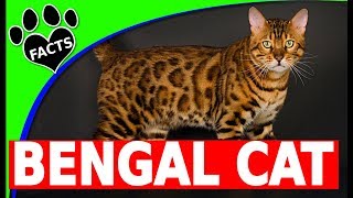 Bengal Cats 101  Bengal Cat Facts and Information [upl. by Raynard812]