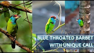 BLUE THROATED BARBET WITH UNIQUE CALL [upl. by Acirehs]