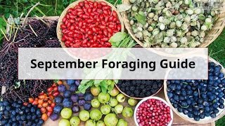 Monthly UK Foraging Guide September [upl. by Jerad]