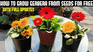 How To Grow Gerbera From Seeds For Free  FULL INFORMATION [upl. by O'Connor]