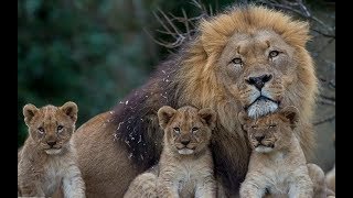 Lion Documentary HD 720p Nat Geo Documentaries New [upl. by Novyad633]