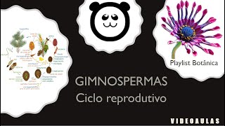 Gimnospermas  ciclo reprodutivo [upl. by Gingras259]